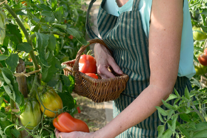 LA TOMATE, ROUGIR DE PLAISIR