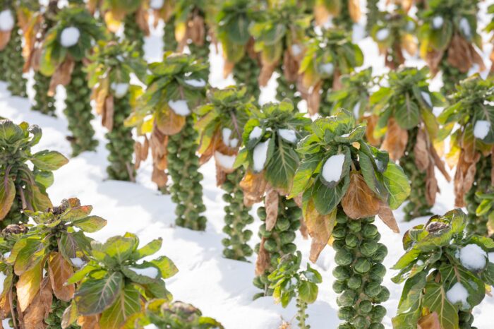 LE CHOU DE BRUXELLES, UN LÉGUME ANTHROPOGÈNE