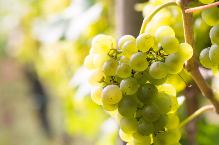 Baisse de la consommation de vin en Suisse: quels défis pour les crus locaux en 2025?