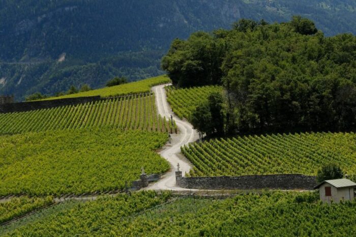 Destination Vin à Sierre