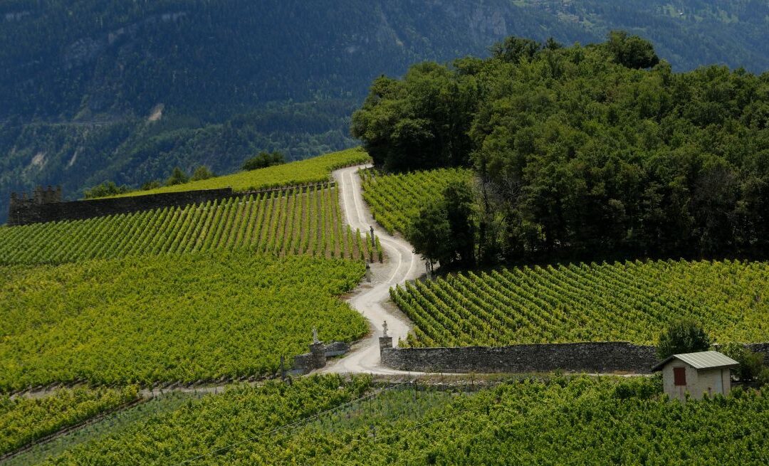 Destination Vin à Sierre