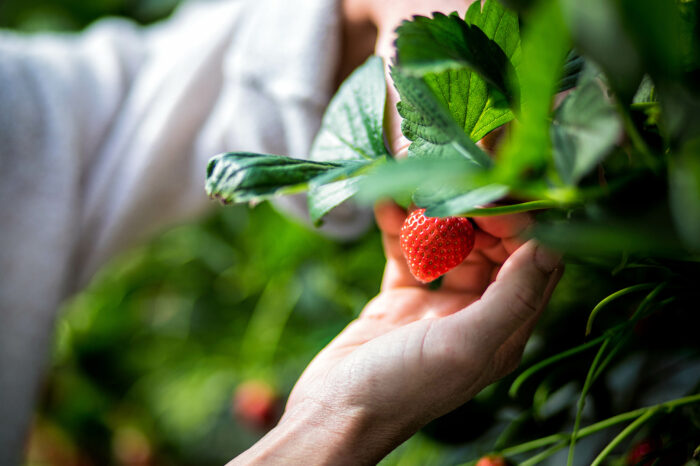 La fraise, globe-trotteuse au destin planétaire