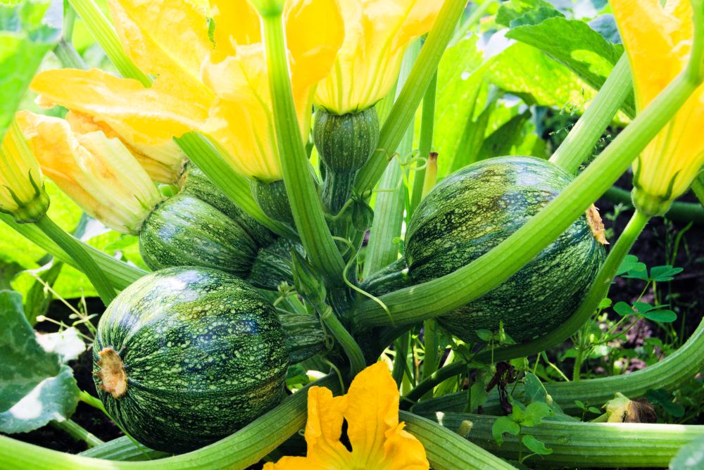 la courgette