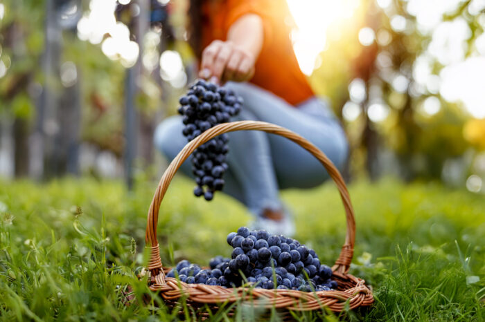 Raisin de table: entre terroirs, traditions et modernité