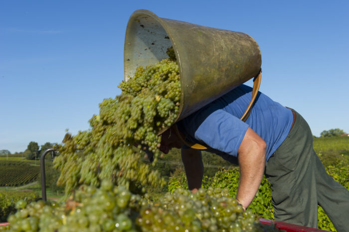Vendanges suisses 2025