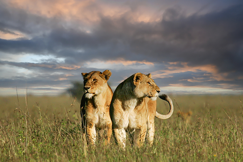 Tanzanie, au coeur des terres sauvages